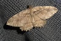 Philereme transversata