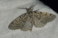Tephronia sepiaria