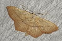 Scopula imitaria