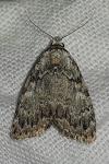 Meganola strigula