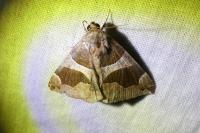 Dysgonia algira