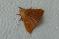 Odonestis pruni