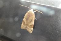 Noctua fimbriata/tirrenica