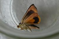 Noctua janthina