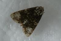 Craniophora ligustri