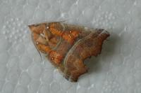 Scoliopteryx libatrix