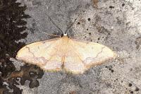 Idaea ostrinaria