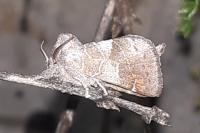 Clostera pigra