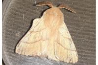 Malacosoma neustria