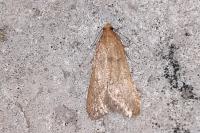 Bostra obsoletalis