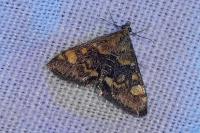 Pyrausta aurata