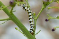Cucullia scrophulariae