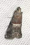 Acrobasis marmorea