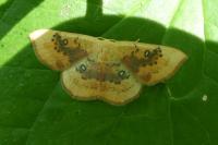 Cyclophora lennigiaria