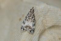 Eudonia lacustrata