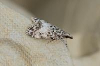 Eudonia lacustrata