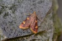 Hypsopygia costalis