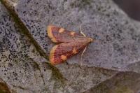 Hypsopygia costalis