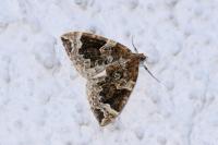 Eulithis prunata