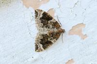 Eulithis prunata