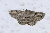 Peribatodes rhomboidaria rhomboidaria