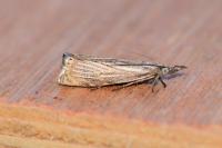 Chrysoteuchia culmella