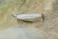 Chrysoteuchia culmella