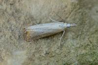 Chrysoteuchia culmella
