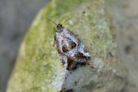 Elaphria venustula