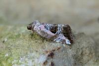 Elaphria venustula