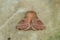 Malacosoma neustria