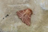 Malacosoma neustria