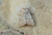Charanyca trigrammica