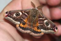 Saturnia pavonia