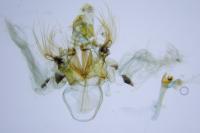 Nycteola revayana