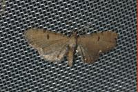 Eupithecia assimilata