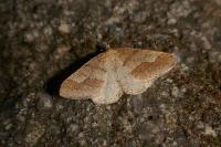 Phigaliohybernia marginaria