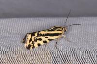 Emmelia trabealis