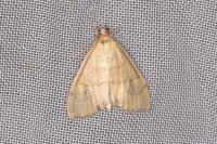 Anania crocealis