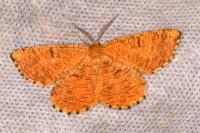 Angerona prunaria