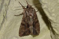 Apamea monoglypha monoglypha