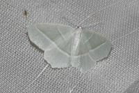 Campaea margaritaria