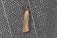 Chrysoteuchia culmella
