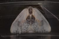 Cilix glaucata