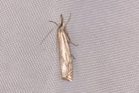 Crambus lathoniellus