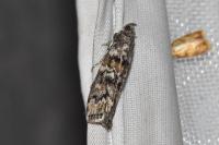 Dioryctria abietella