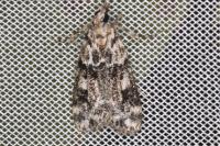 Eudonia delunella