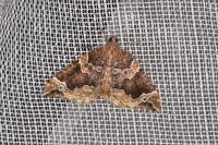 Eulithis prunata