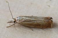 Chrysoteuchia culmella