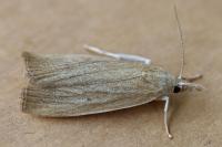 Calamotropha paludella